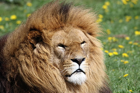 tilt shift lens photography of adult lion during daytime