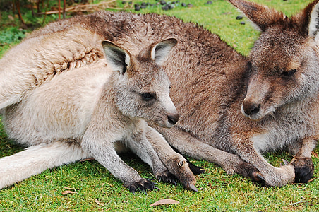 kangaroo and joey laying on green grass during daytime
