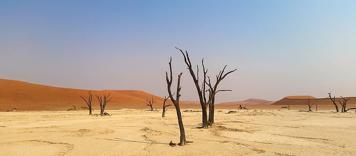 bareless tree on desert under calm sky