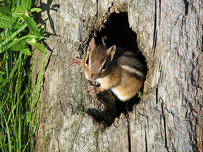 brown and beige squirrel in tree trunk