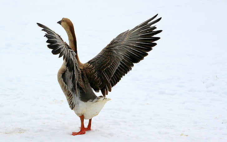 photo of brown and white goose