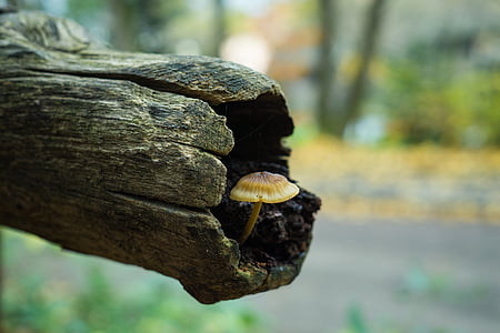 focus photography of brown mushroom in wood log with bokeh effect