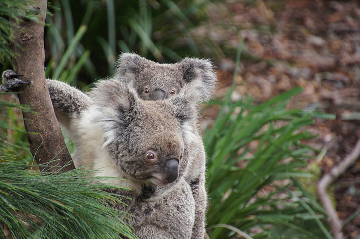 two koala bears hanging on tree trunk