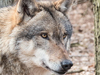 closeup photo of brown wolf