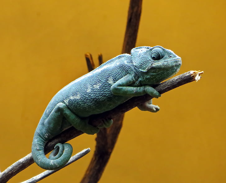 green chameleon perched on twig