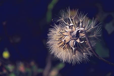 shallow focus photography of white dandelion flower