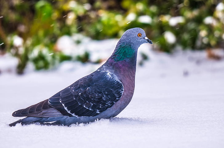 black and gray pigeon on snow