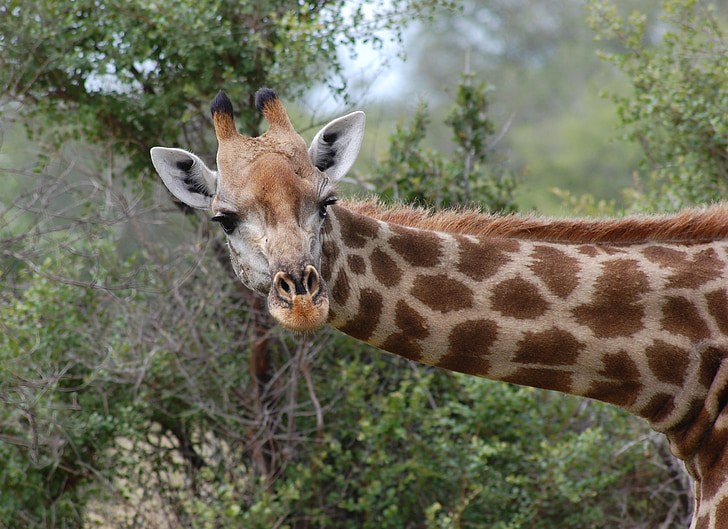 brown giraffe leaning near trees