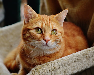 photography of orange Tabby cat
