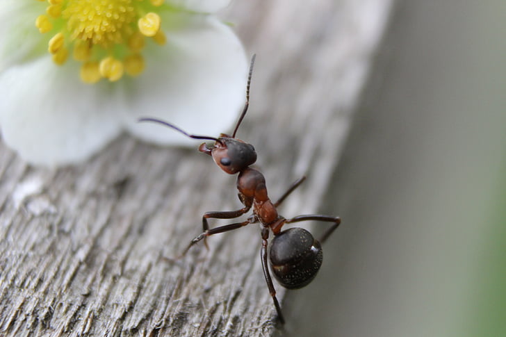 black ant on white flower