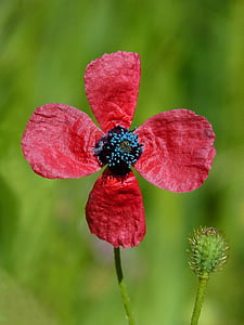 closeup photo of red poppy flower