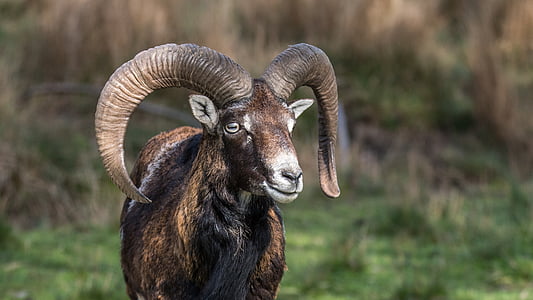 photo of brown and black Ram