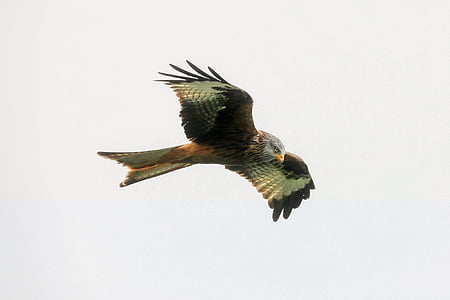 brown and black hawk flying midair