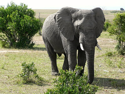 gray elephant photography during daytime