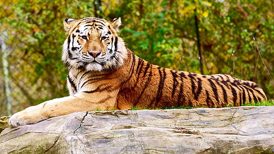 yellow and black tiger resting on gray rock