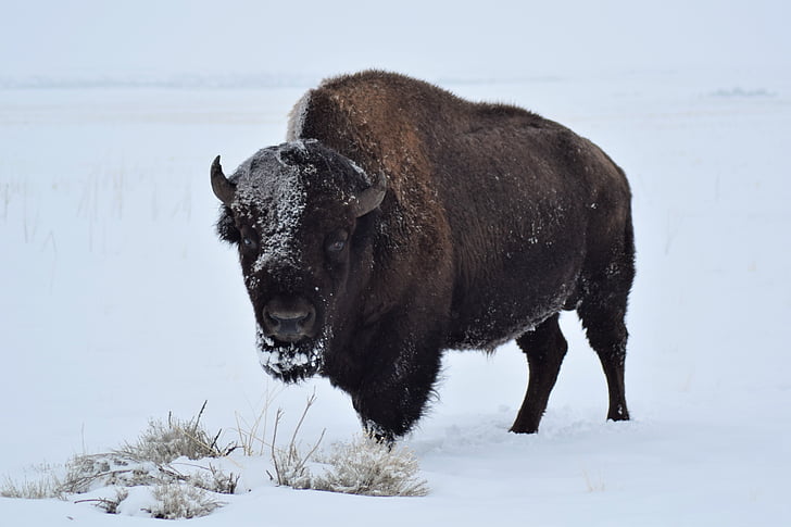 bison on white snow field