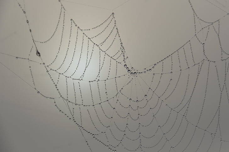 focus photo of spider web