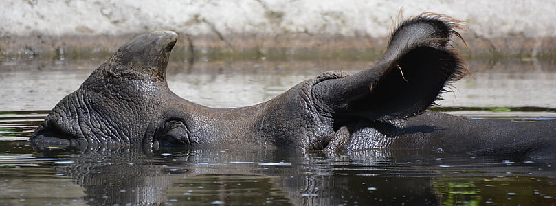 rhinoceros submerged in water