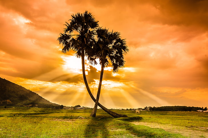 silhouette photography of two coconut palm trees during golden hour