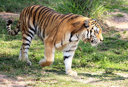 wildlife photography of tiger