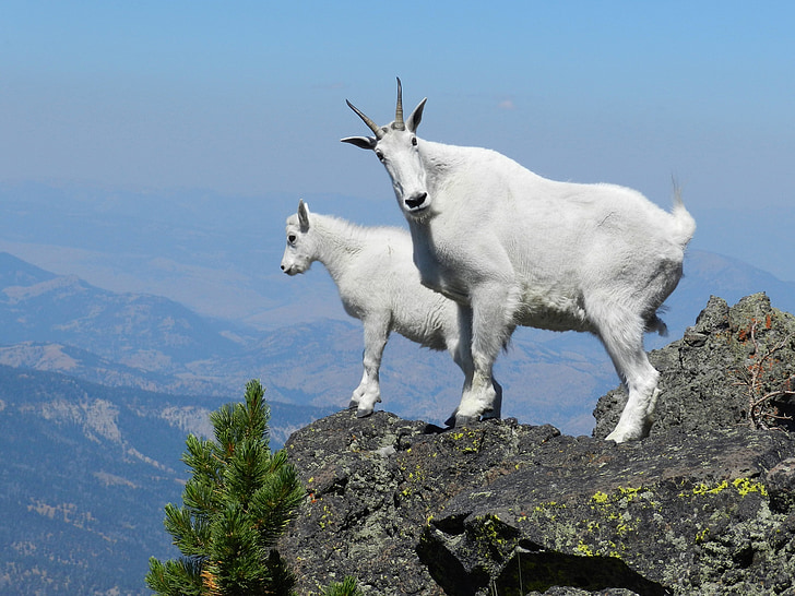 two white four-footed animals on cliff