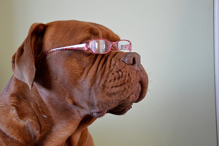 adult red French mastiff wearing red framed eyeglasses