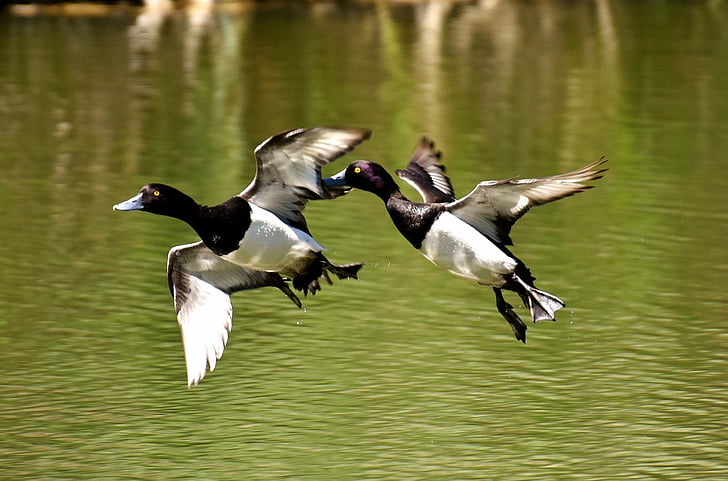 two white-and-black ducks flying near body of water