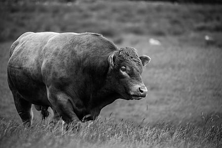 bison on field grayscale photo