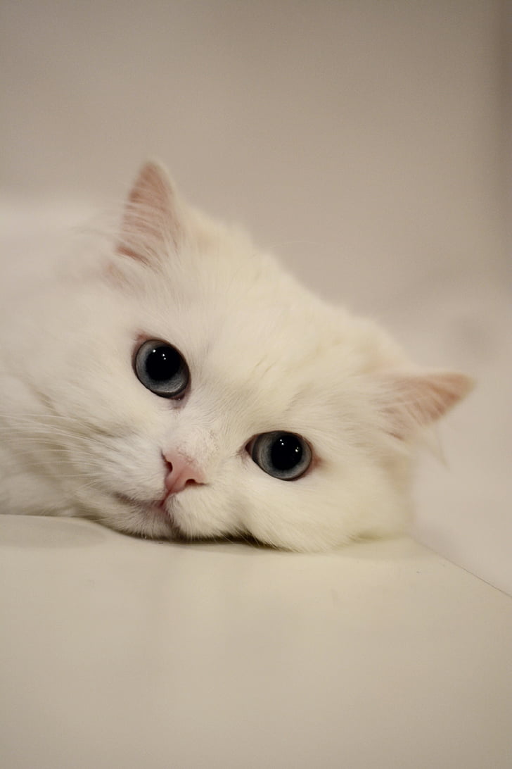 white cat on white surface