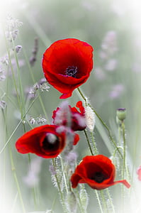 selective focus photography of red poppy flowers