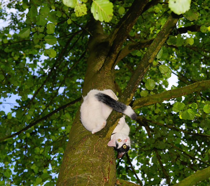 white and black cat on tall tree branch