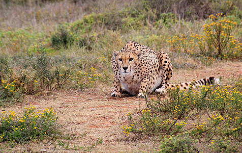 leopard sitting on ground