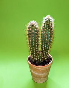green cacti in brown vase
