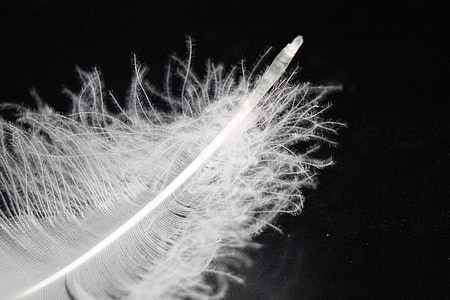 selective focus photo of white feather