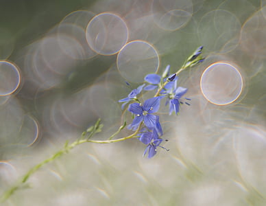 shallow focus photography of blue petaled flower
