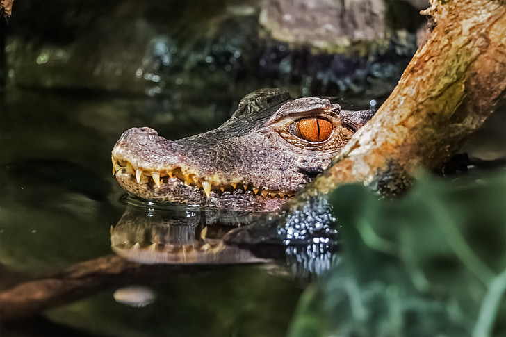 photo of crocodile in body of water