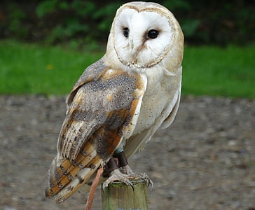 shallow focus photography of brown, white, and black owl