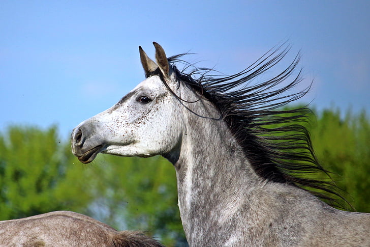 shallow focus photo of gray horse