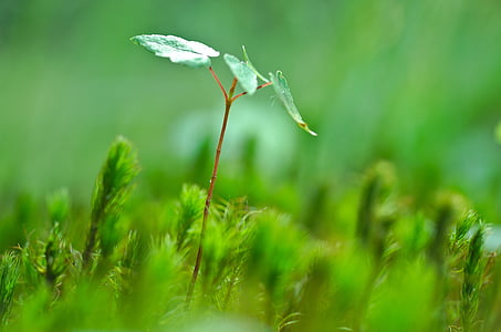 shallow focus photography of green leafed plant