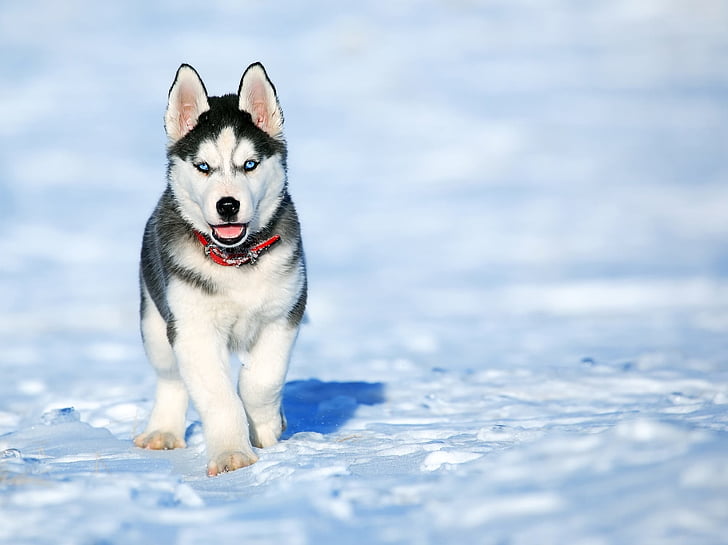 black and white Siberian husky puppy on focus photo