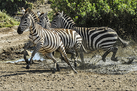 three black-and-white zebras