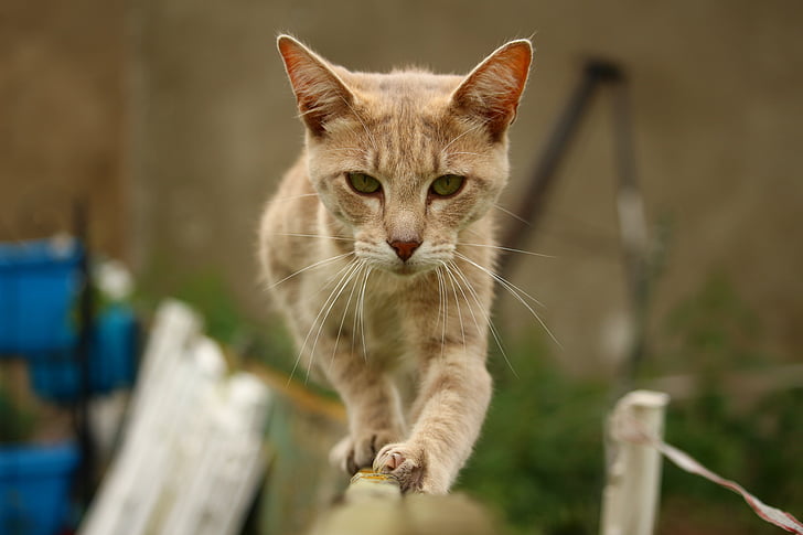 orange tabby cat on fence