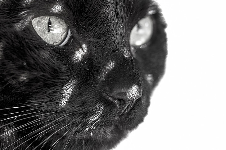 black cat in white background