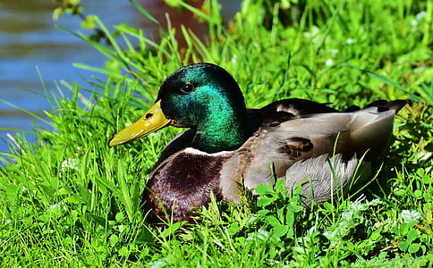 brown and green mallard duck sitting on green grass beside body of water