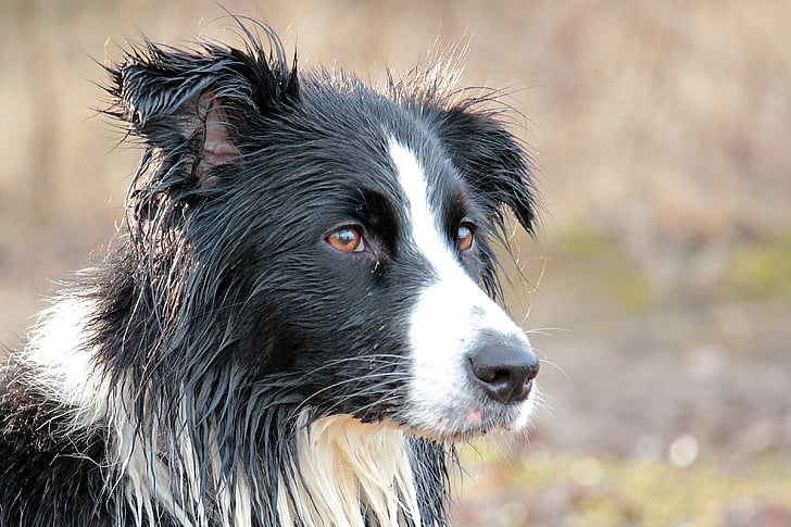 adult white and black border collie during daytime