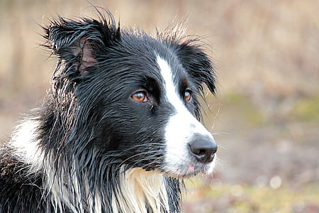 adult white and black border collie during daytime