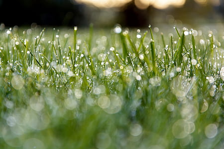 focus photography of grass