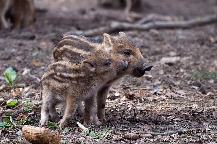 two brown-and-black piglets on ground
