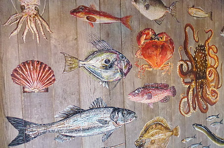 variety of sea creatures mural