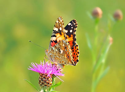 focused photo of a brown butterfly on purple petaled flower